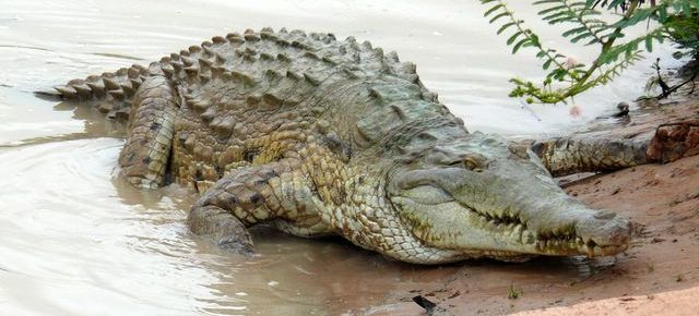 Crocodile de l’Orénoque (Crocodylus intermedius)