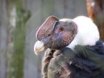 Vultur gryphus (condor des Andes)