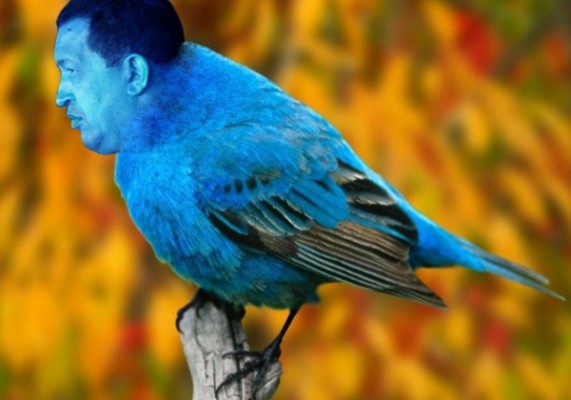 Chávez - petit oiseau